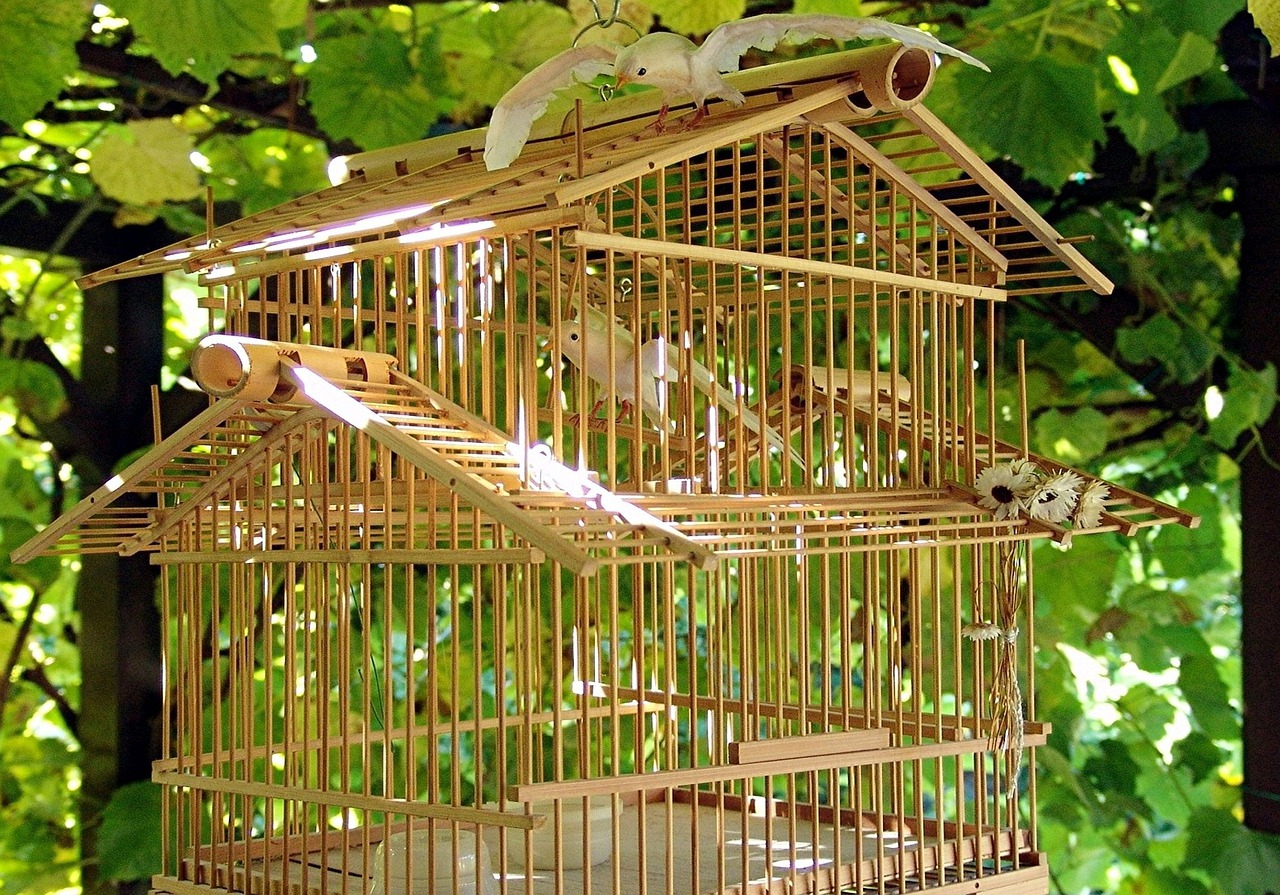 Birdcage Buying Tips: How to Choose the Right One