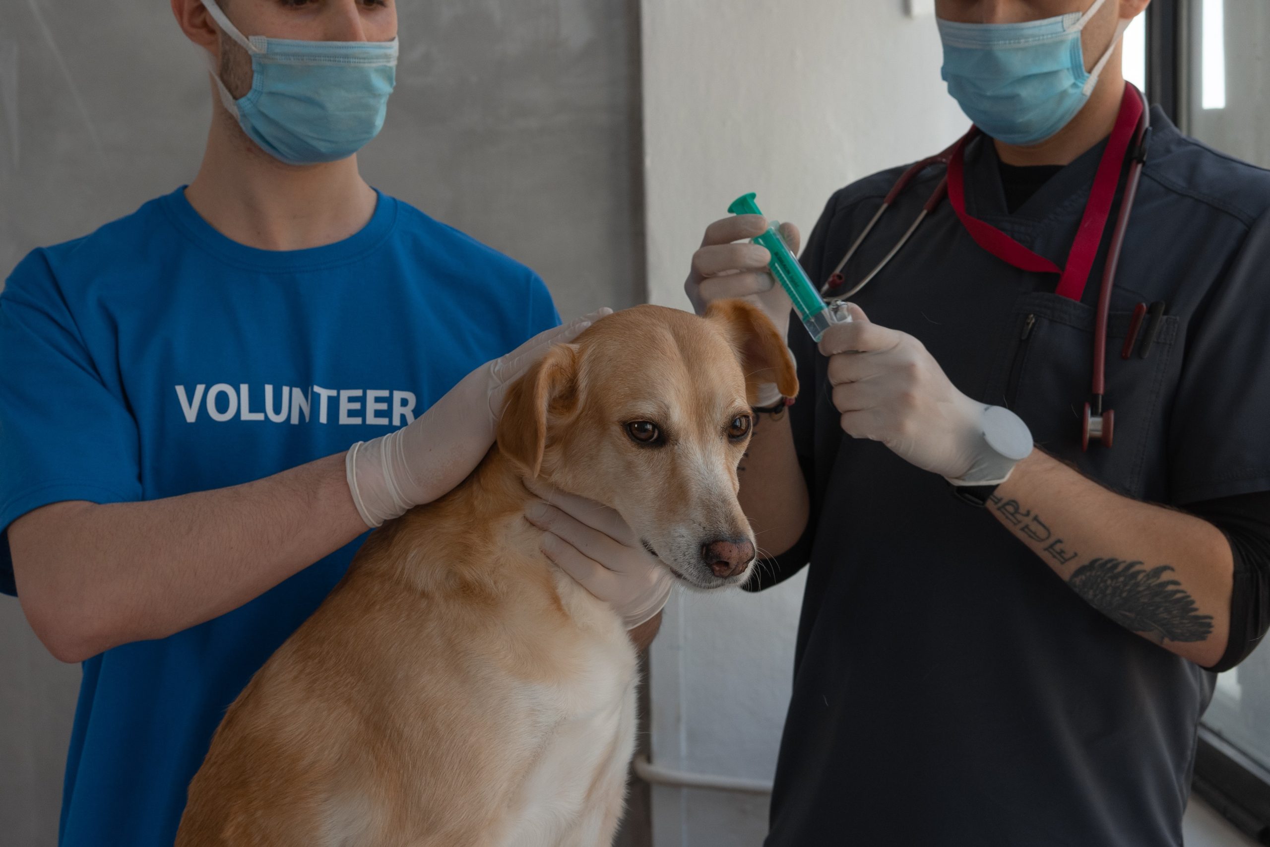 Why Must You Vaccinate Pets & Know What to Do in Emergencies?