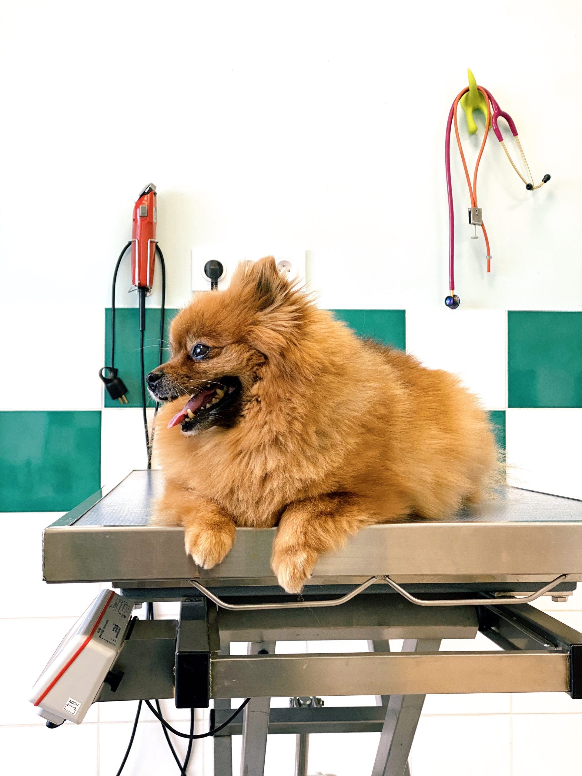 5 Reasons to Take Your Pet to a Dog Park