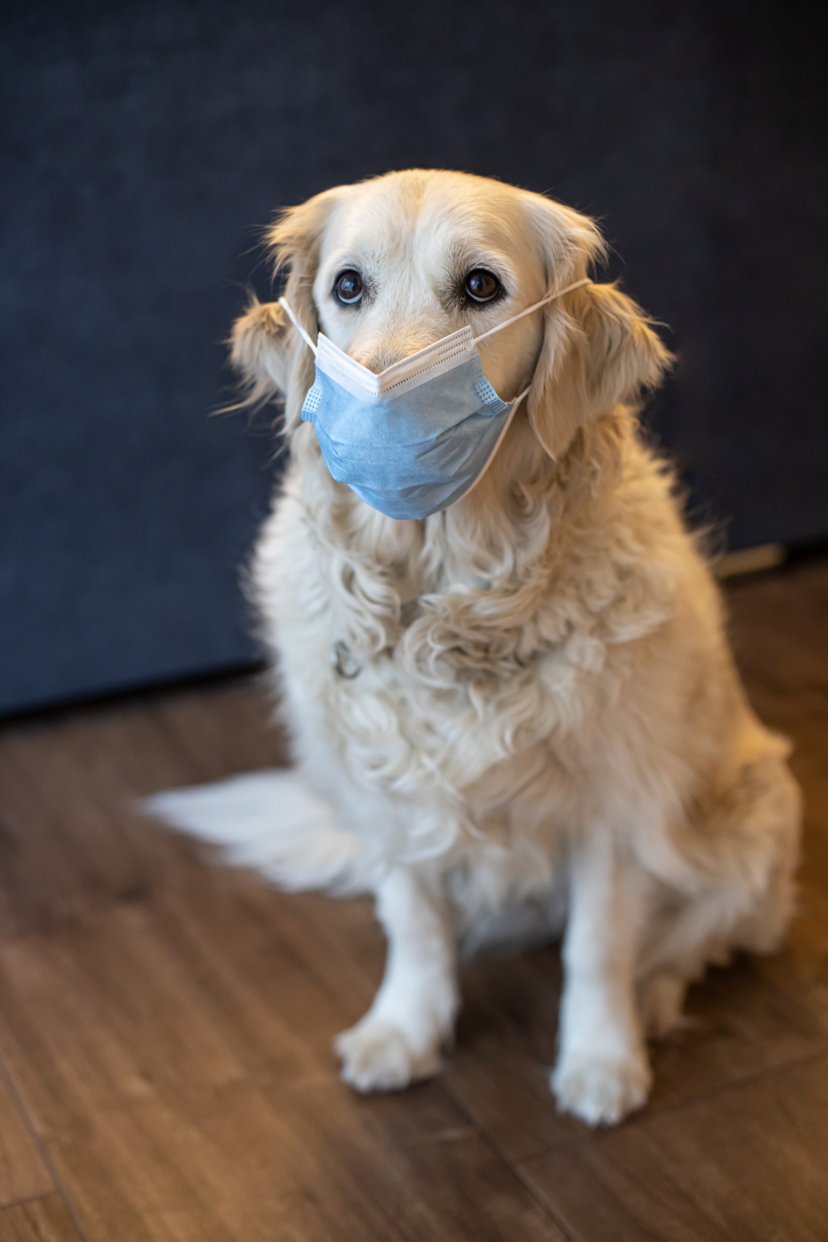 5 Different Types of Vaccines for Animals You Should Know