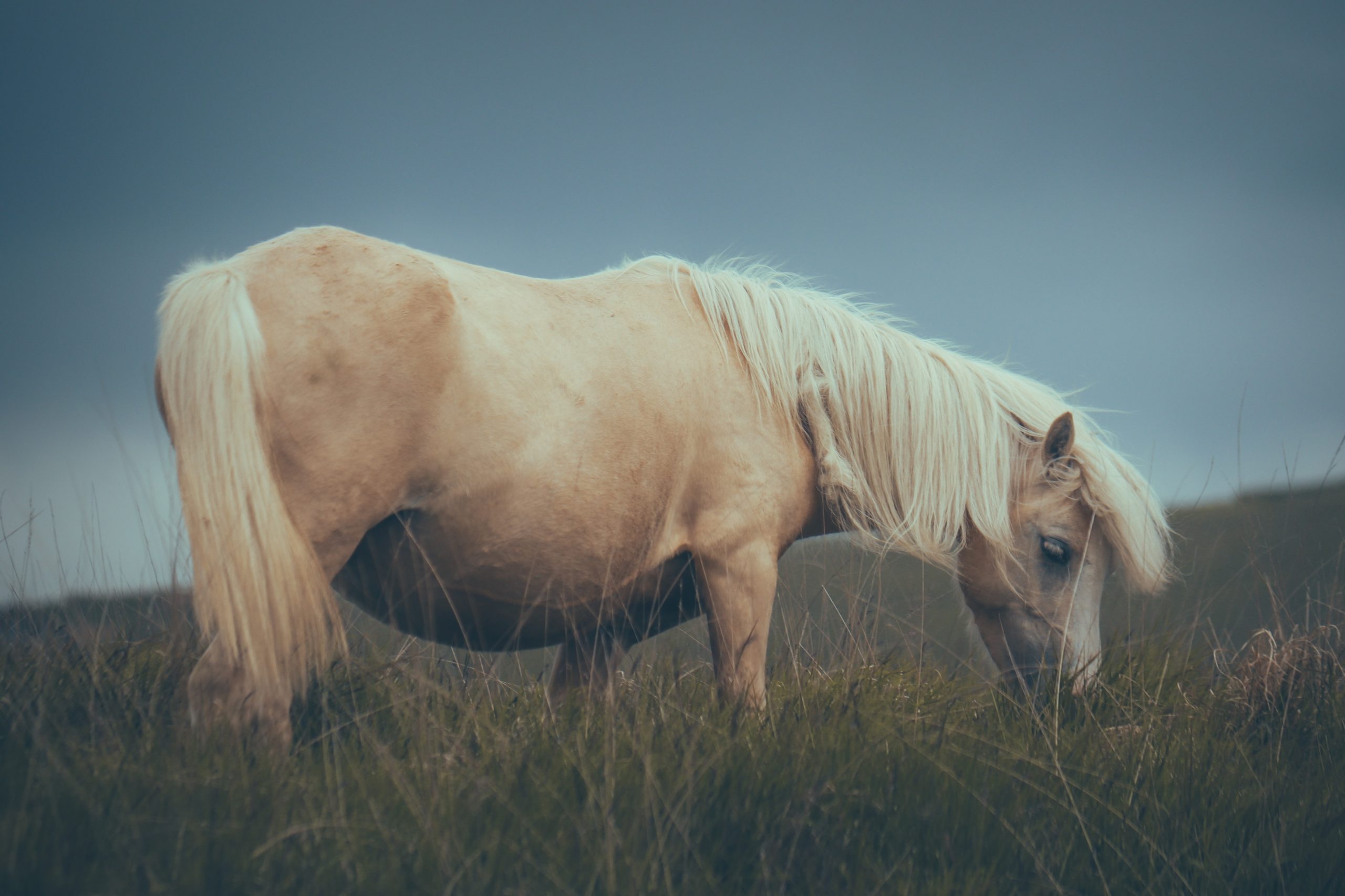 Horse Illnesses: Symptoms, Diagnosis, and Treatment