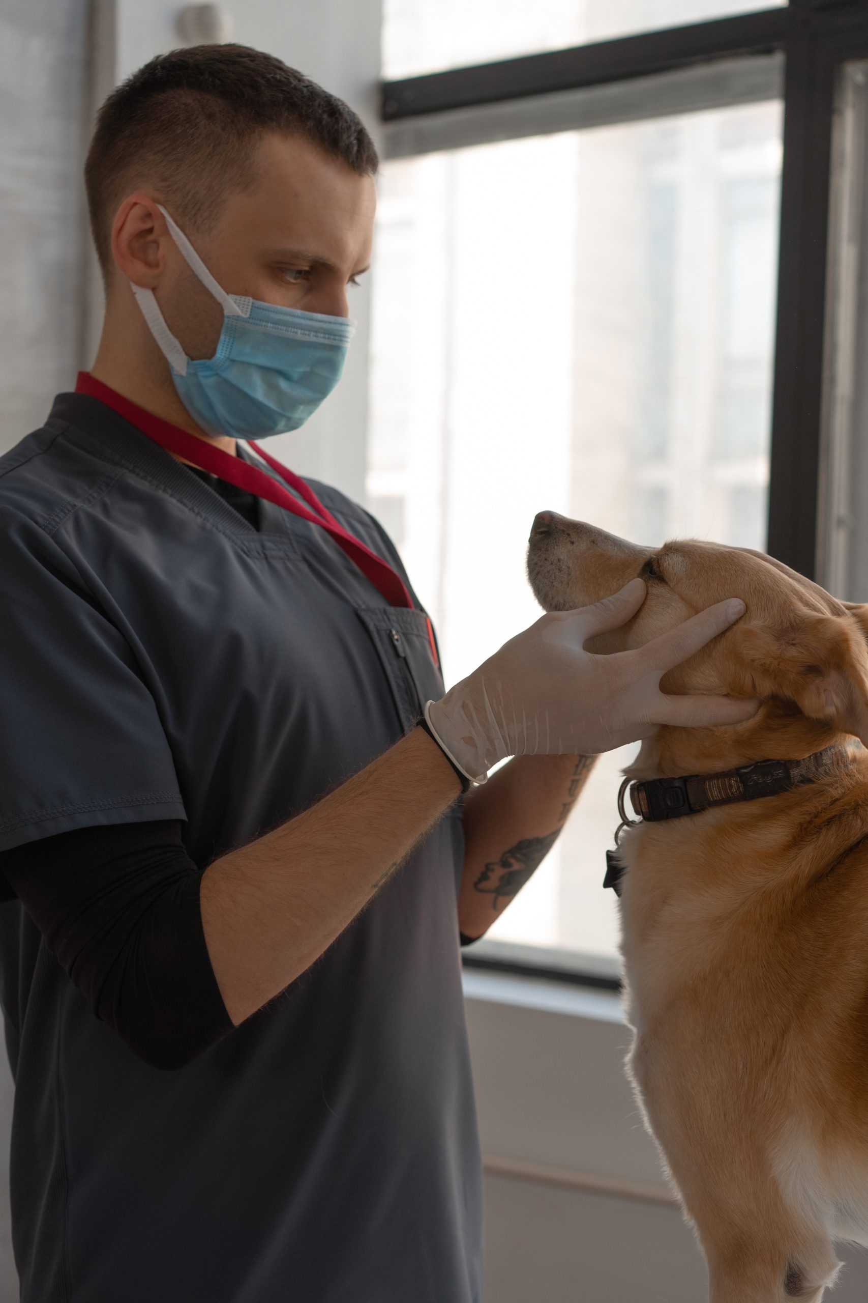 Veterinary Care: Why Do Pets Need It?