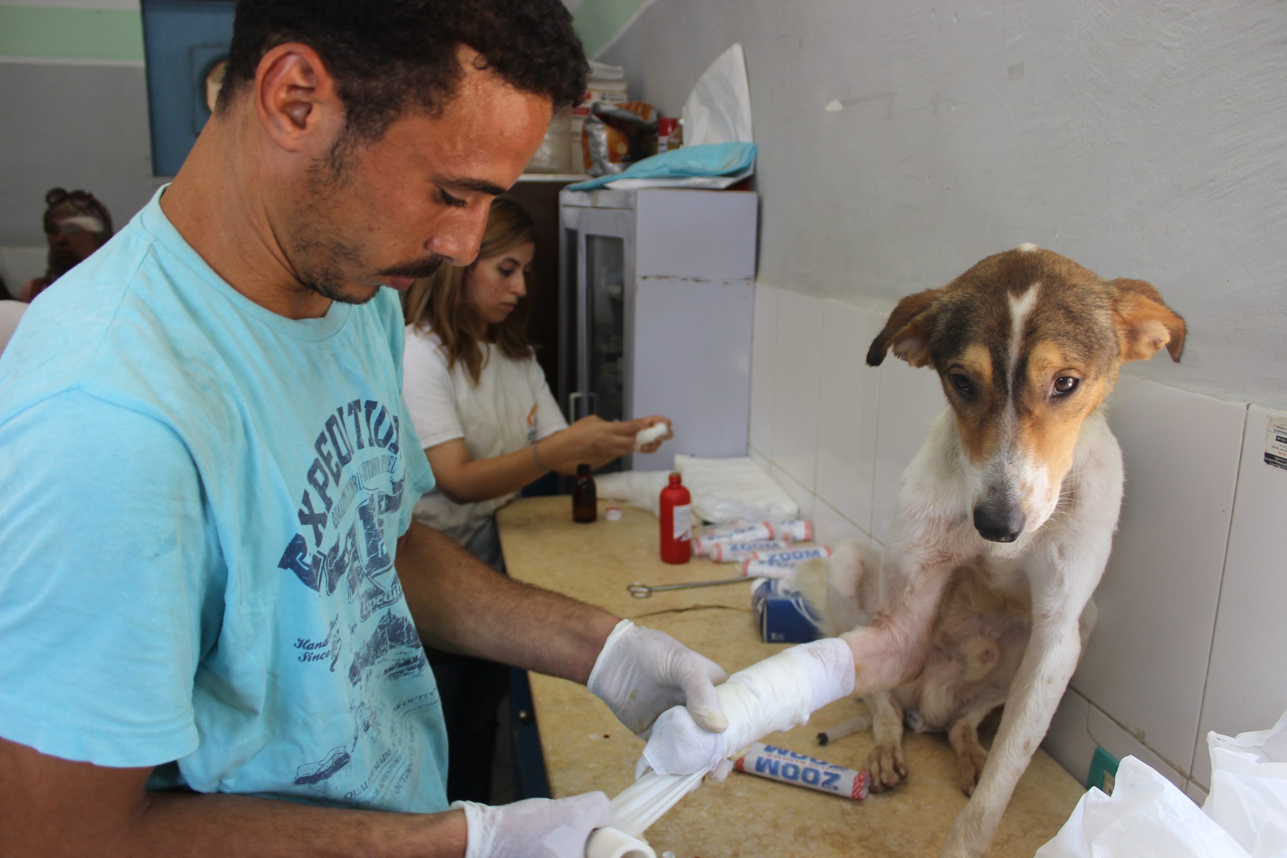 Why Is Preventive Care for Pets Crucial?