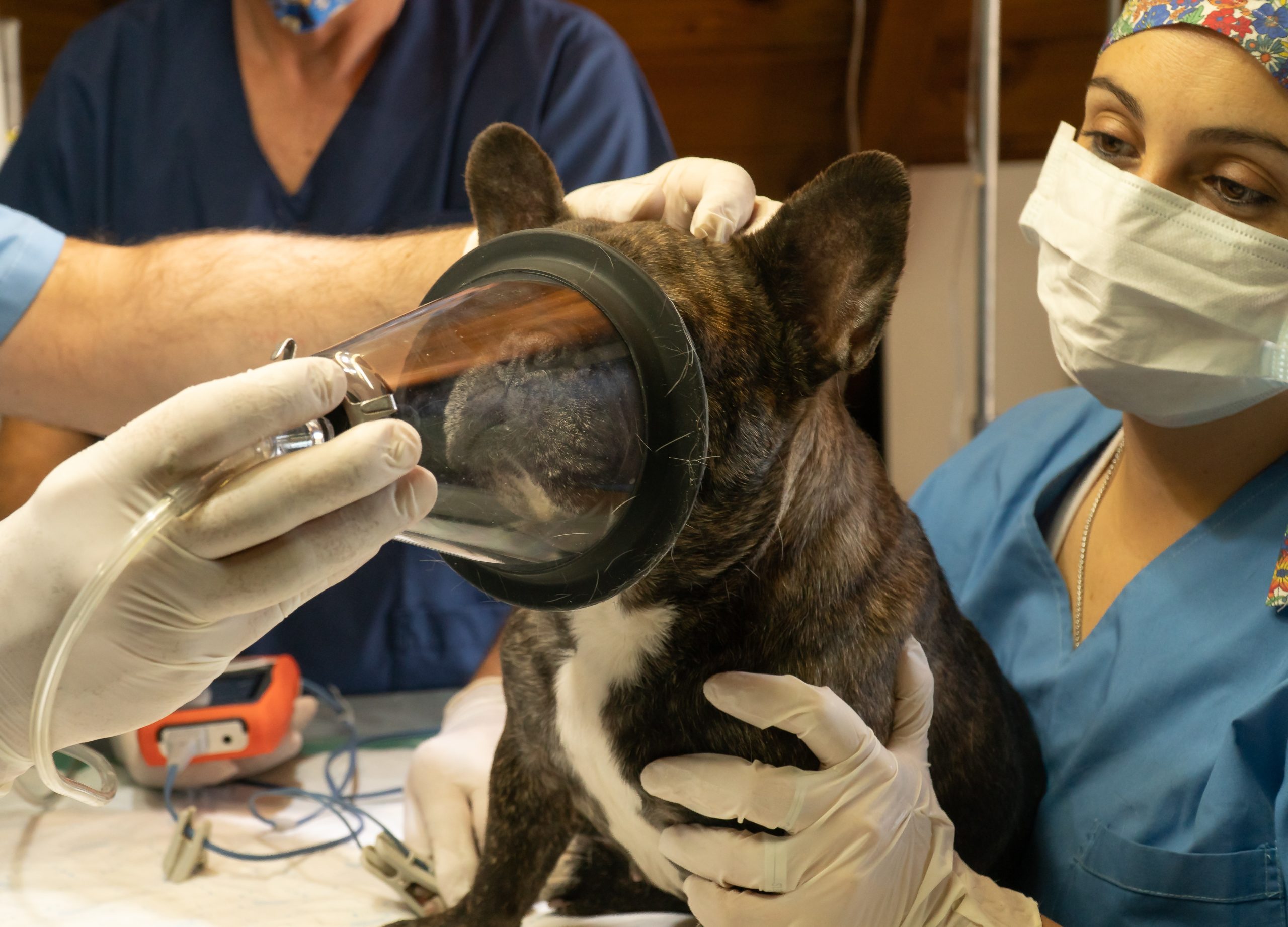 The Consequences of Not Keeping Your Pet up to Date on Vaccinations
