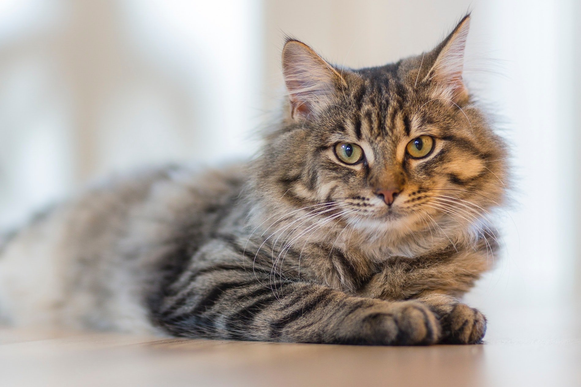 What You Should Know Before Booking Pet Boarding Services