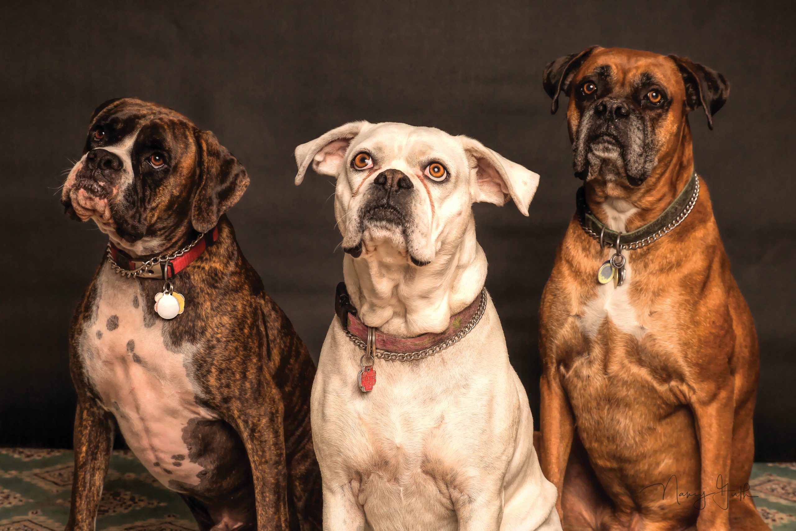 What You Need to Know About Pet Vaccinations: Debunking Common Myths and Misconceptions