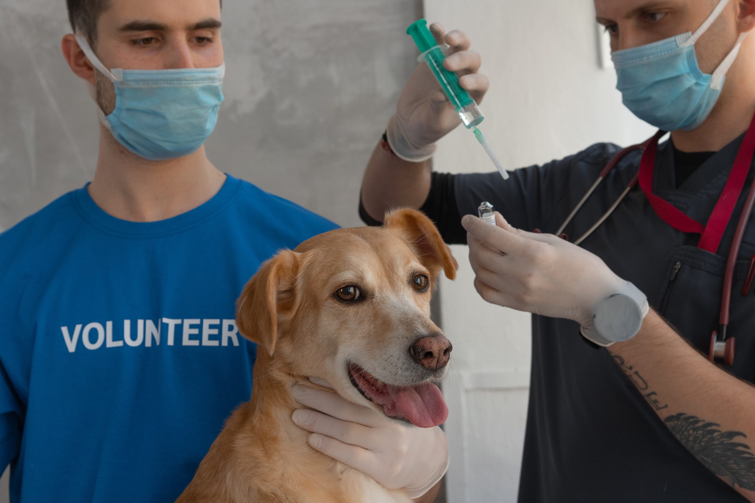 Is Your Pet in Pain? Uncover the Benefits of Same-Day Veterinary Services and How They Can Help