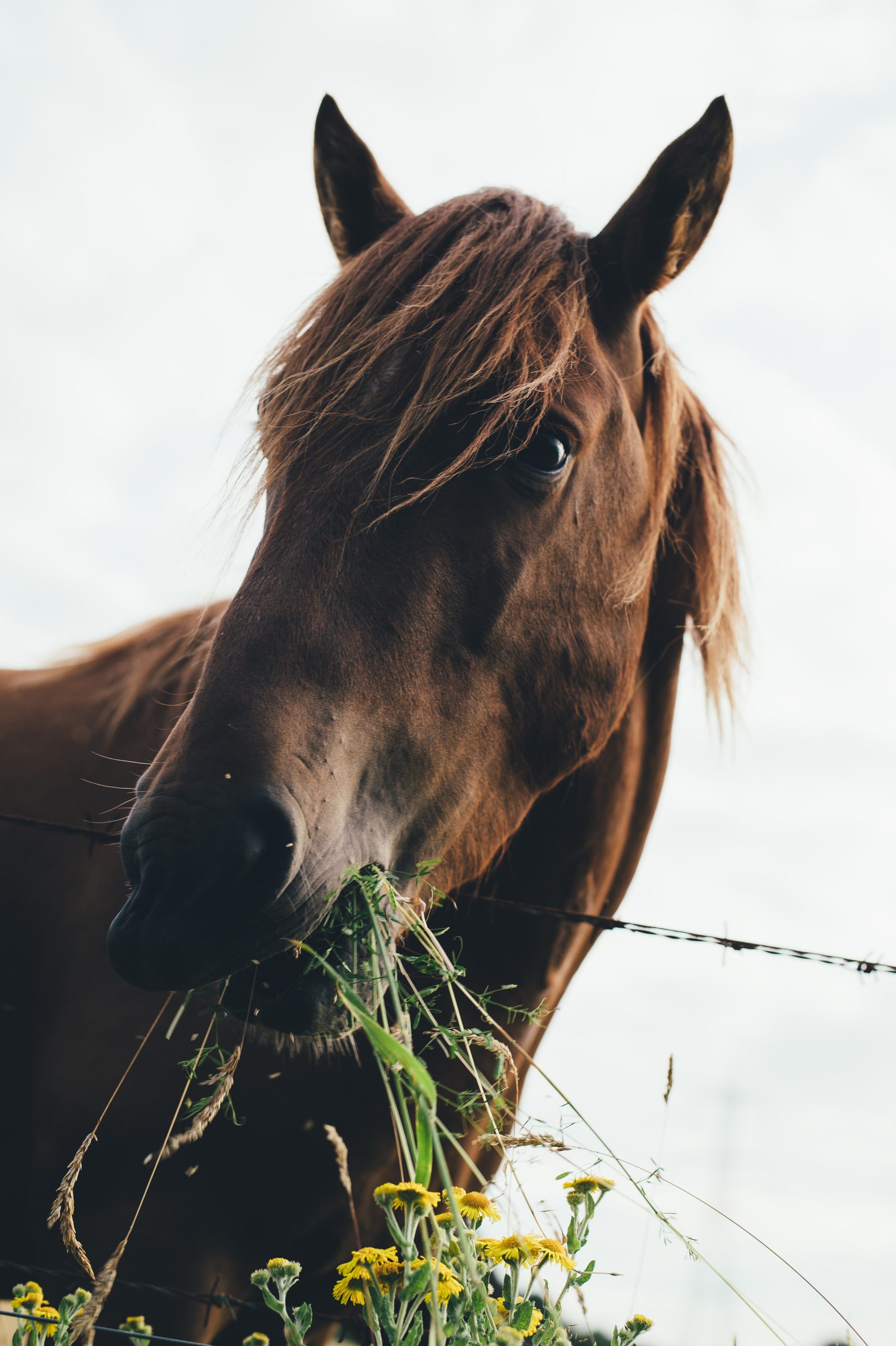 When is Equine Surgery Necessary for Your Horse’s Health and Wellbeing?