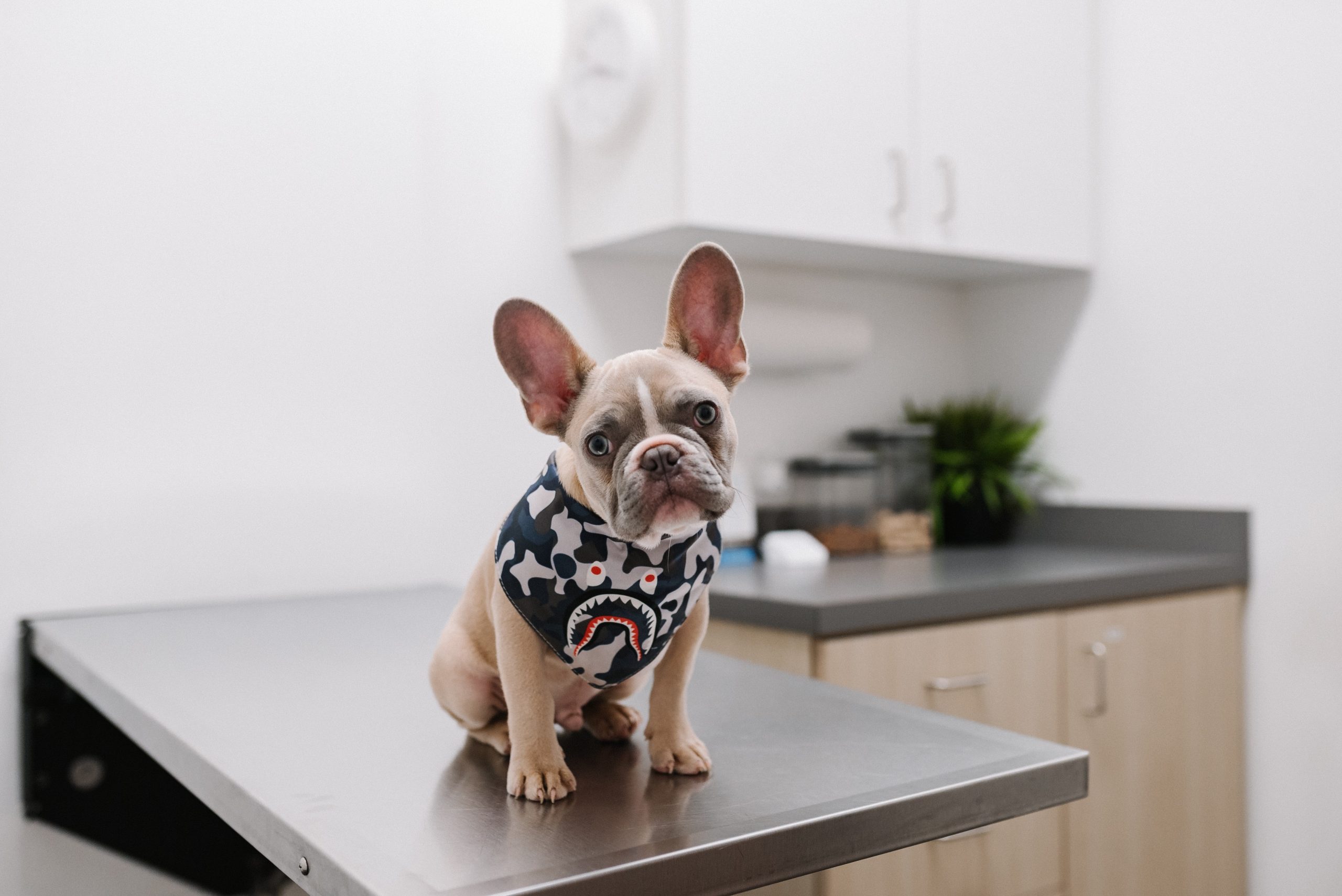 The Incredible Benefits of Regular Pet Grooming for Your Furry Friend