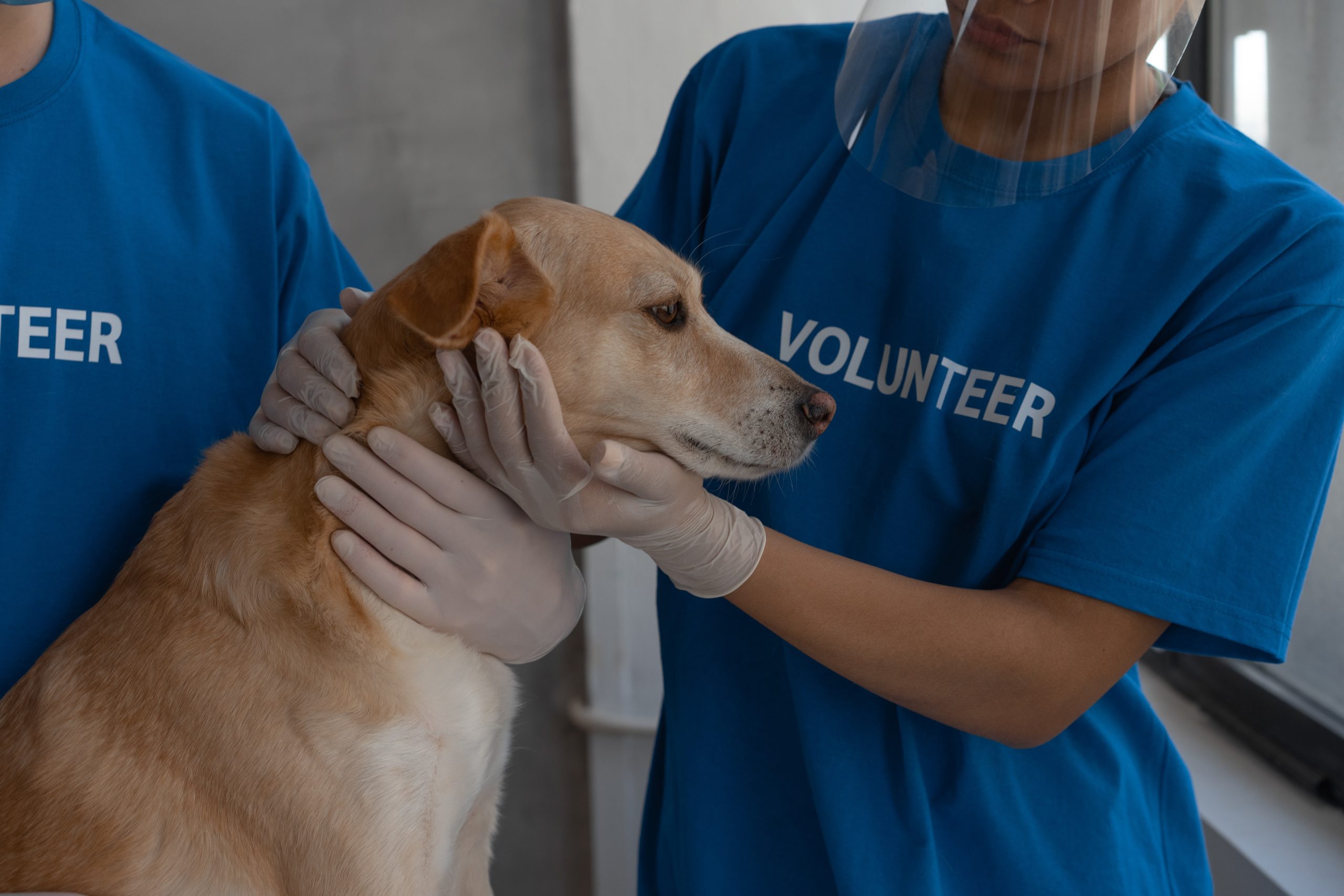 Why is Regular Dental Checkup Important for Your Pets?