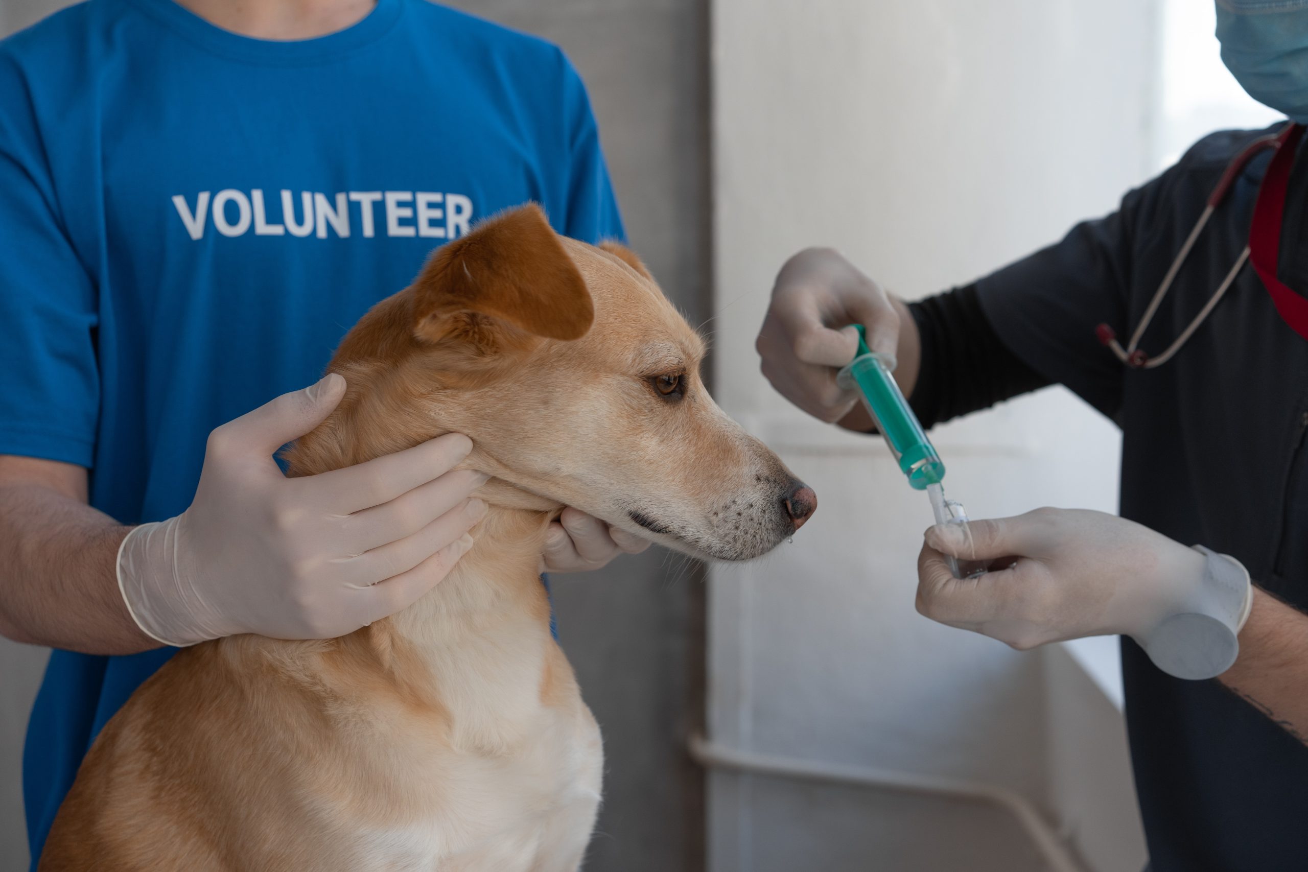 Coughing Pets: How to Prevent and Manage This Common Health Issue