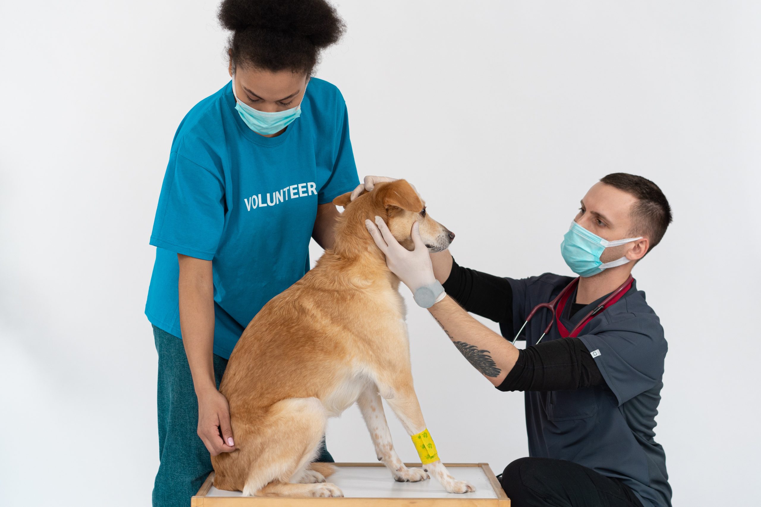 Why Do Pets Need Good Dental Care and Boarding Facilities?